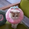 Soft Cloth Elizabethan Cat Collar - Anti-Lick Post-Surgery Neck Cover and Cute Headgear