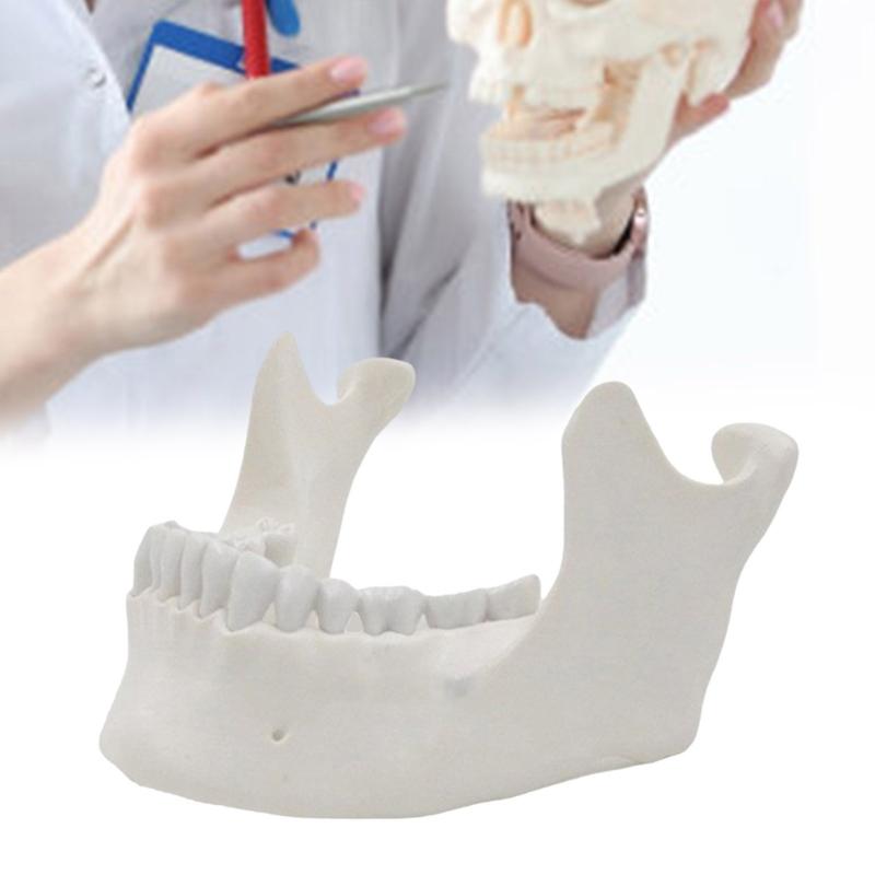 Model dolní čelisti 1:1 Model kosti dolní čelisti pro dospělé Lékařská výuková pomůcka pro výuku v přírodovědné učebně Model