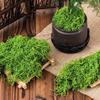 100/150/200/500/1000G Artificial Green Moss DIY Crafts Fairy Gardens Table Centerpieces Fish Tank Microlandscape Decorative Fake Moss