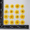 12 PCS/Set Pressed Dried Flowers for Scrapbooks Making Natural Flower For Epoxy Resin Pendant Necklace Jewelry Making Craft