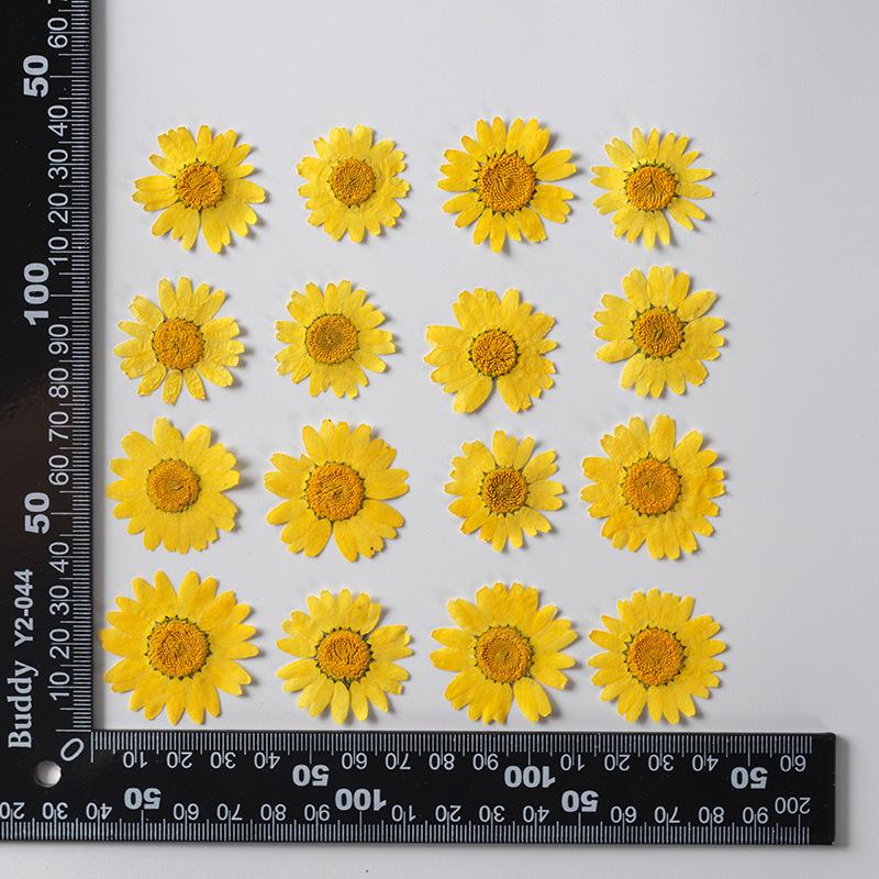 12 PCS/Set Pressed Dried Flowers for Scrapbooks Making Natural Flower For Epoxy Resin Pendant Necklace Jewelry Making Craft