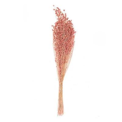 Dried Pink Flax - 70 Cm