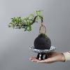 Moss Ball Tray Pot Utensils Non-Porous Flower Pot Ceramic High Foot Pot Retro Simple Hydroponic Brazilian Wood Plant Special