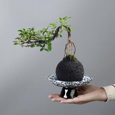 Moss Ball Tray Pot Utensils Non-Porous Flower Pot Ceramic High Foot Pot Retro Simple Hydroponic Brazilian Wood Plant Special