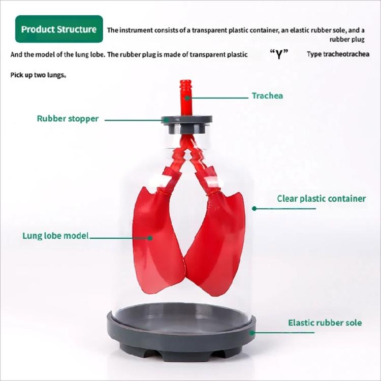 Biology Teaching Aid Demonstrating Diaphragm Action And Gas Exchange In Respiratory Large Size For Clear Instruction