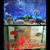 Aquariumlampe Bunt Sauerstoffanreichernd Blasenlicht Wasserdicht LED Dekorlampe für Aquarium