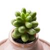 Green Turtle Multi-head Succulent Plant - Beginner-friendly, Cute, Meaty, Potted, Radiation-Protective Greenery