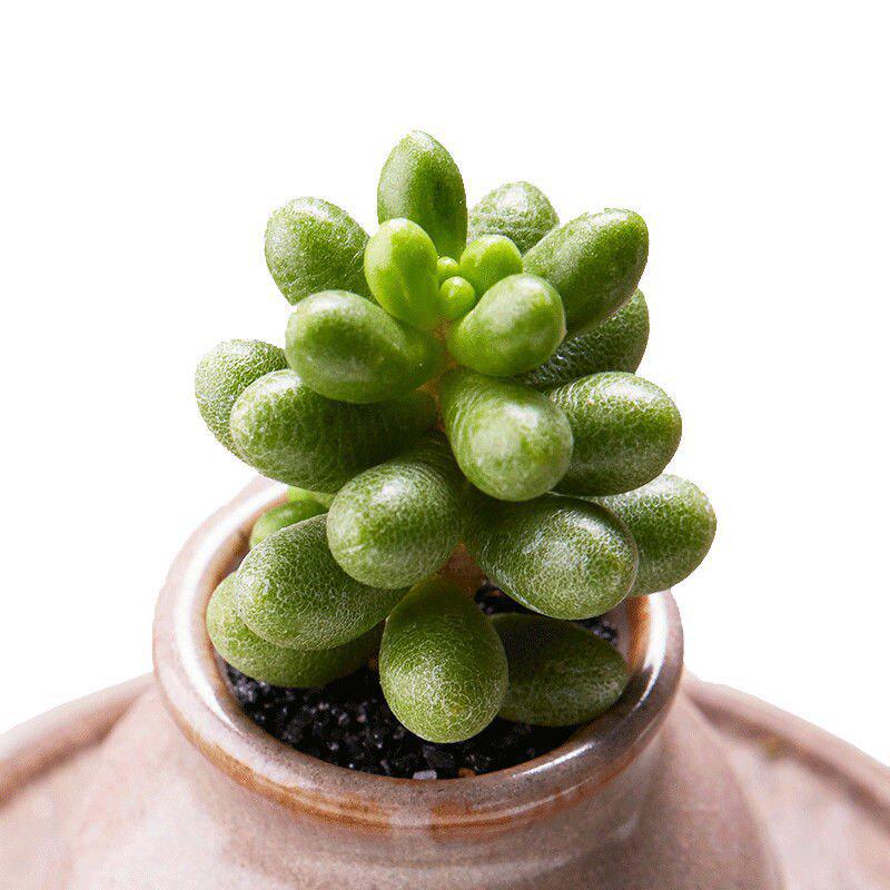 Green Turtle Multi-head Succulent Plant - Beginner-friendly, Cute, Meaty, Potted, Radiation-Protective Greenery