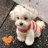 Dog fleece clothes autumn and winter rainbow candy striped than bear cat teddy small dog warm pet vest