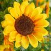 Spring Artificial Flowers: Small Daisies, Sunflowers, and Lavender for Outdoor Garden and Home Decor