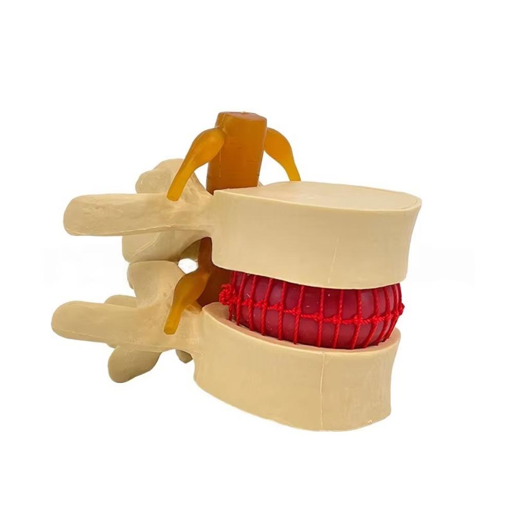 3D Model Lumbar Model Spine Demonstration Structure  Teaching Demonstration