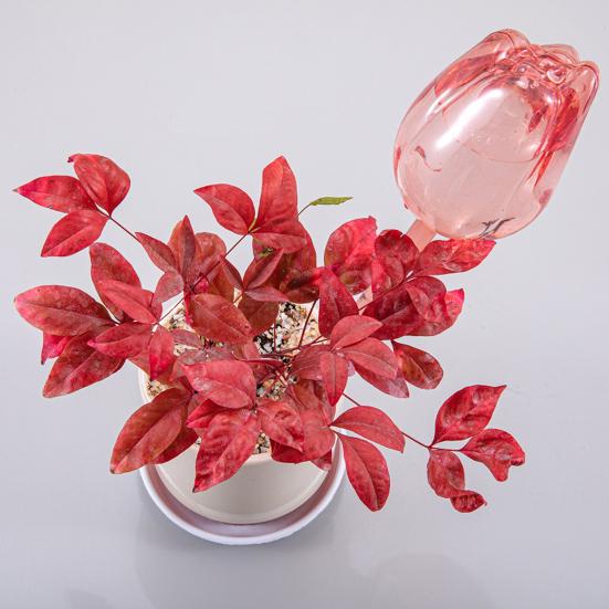 Self Watering Globes Tulip Watering Bulbs Planter Insert Automatic Plant Watering Globes for Indoor Outdoor Plants