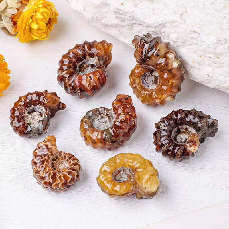 Madagascar Horn Shell Fossil - Children s Paleontological Specimen Ornament 3-4 cm