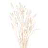 Hill Interiors Bunny Tail Dried Flower (Pack of 60)