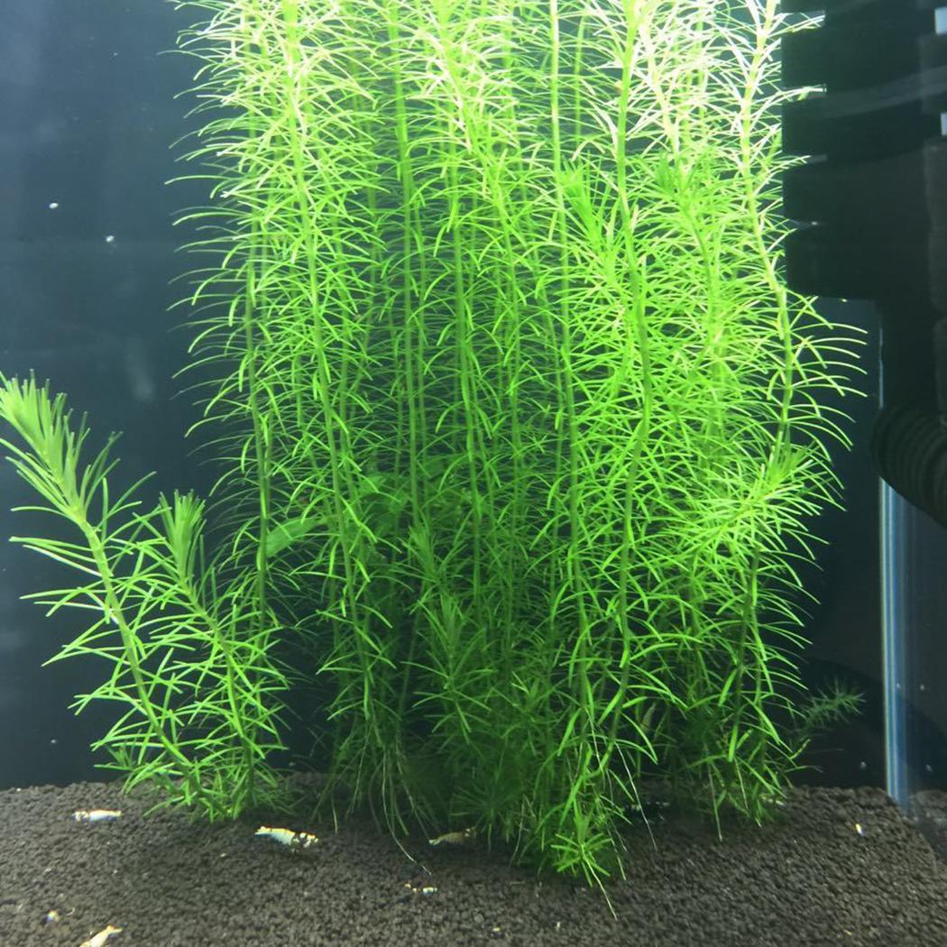 

Семена 100 штук аквариумных водных растений