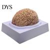 Modello Umano Cerebrale Accurato Simulazione 8 Parti PVC Dimensione Naturale Strumento Didattico di Anatomia per Aula