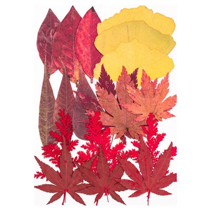 Natural Dried Flower For Epoxy Resin Molds Dry Flowers and Leaves Set for Art Craft Candle Jewelry Making Scrapbooking