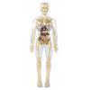Kids' Educational Human Anatomy Model: Assembled Skeleton & Organ Teaching Aids.