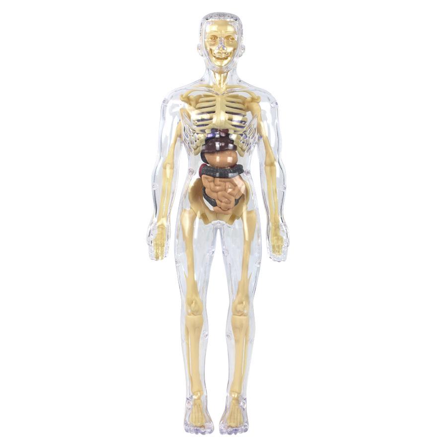 Kids' Educational Human Anatomy Model: Assembled Skeleton & Organ Teaching Aids.