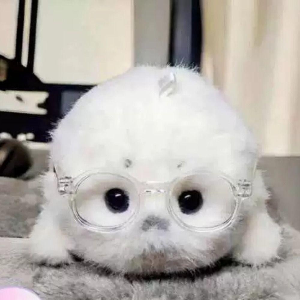 Ocean Animal Seal Stuffed Doll Palm Sized Seal Keychain Cartoon Seal Plush Toy  Backpack