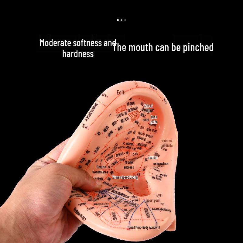 Ultra-Clear Extra Large Ear Acupuncture & Reflexology Model with Multi-Hole Acupoint Diagram