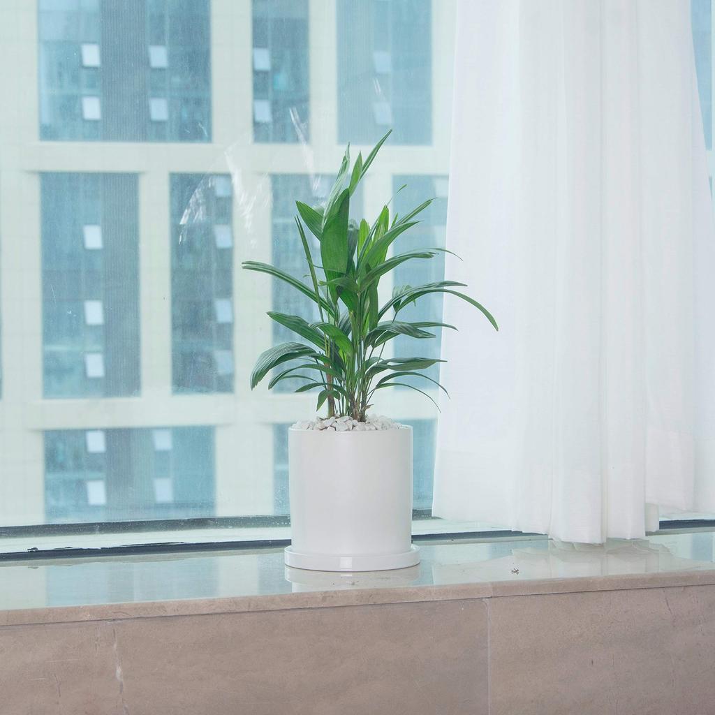 Ekirlin Flower Ceramic Saucer Drain Pure Potted Interior Pot, Pot, White, Stylish, Included, Hole, 15.7cm, No. 6, Color, Houseplant, Pot, Planter,