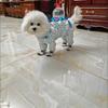 Dog out dust-proof puppy small four-legged anti-dirty walking dog pant leg artifact outdoor belly protection, anti-urine and anti-dirty clothes