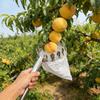 Agricultural Aerial Fruit Harvester Protective And Fall-Prevention Harvesting Tool With Metal Harvesting Head And Cloth Bag