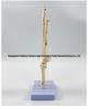1:1 Human Skeletal Joint Models: Knee, Shoulder, Elbow, Hand, Foot, Hip