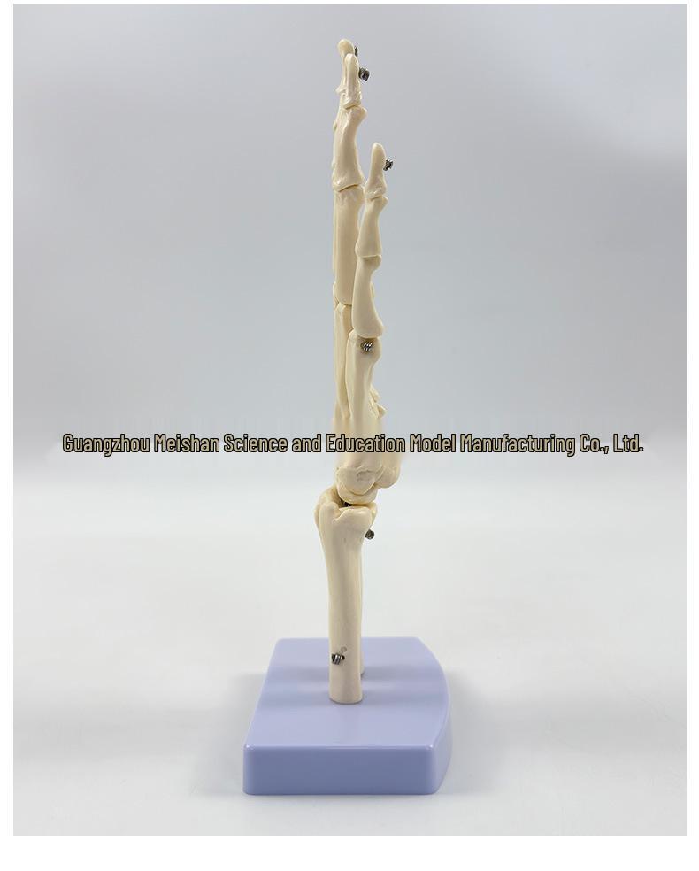 1:1 Human Skeletal Joint Models: Knee, Shoulder, Elbow, Hand, Foot, Hip