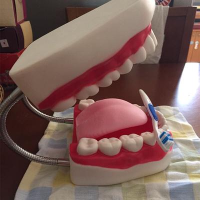 Six Times Magnification Full Mouth Model Tooth Teaching Modeltooth Dental Teaching Tool Model