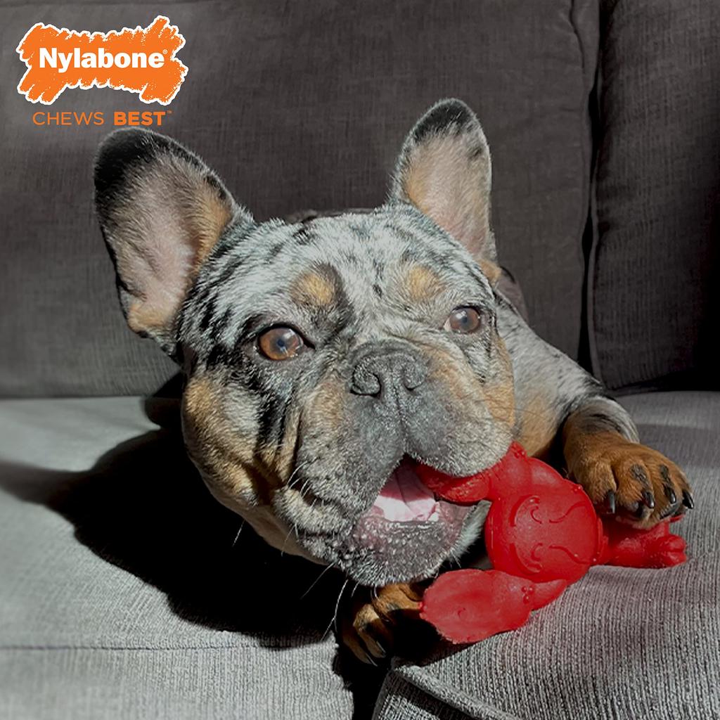 Nylabone Lobster Dog Toy Power Chew Cute Dog Toy for Aggressive Chewing Fun Filet Mignon Flavor – – Twist! (Small/Regular) (1 Count)