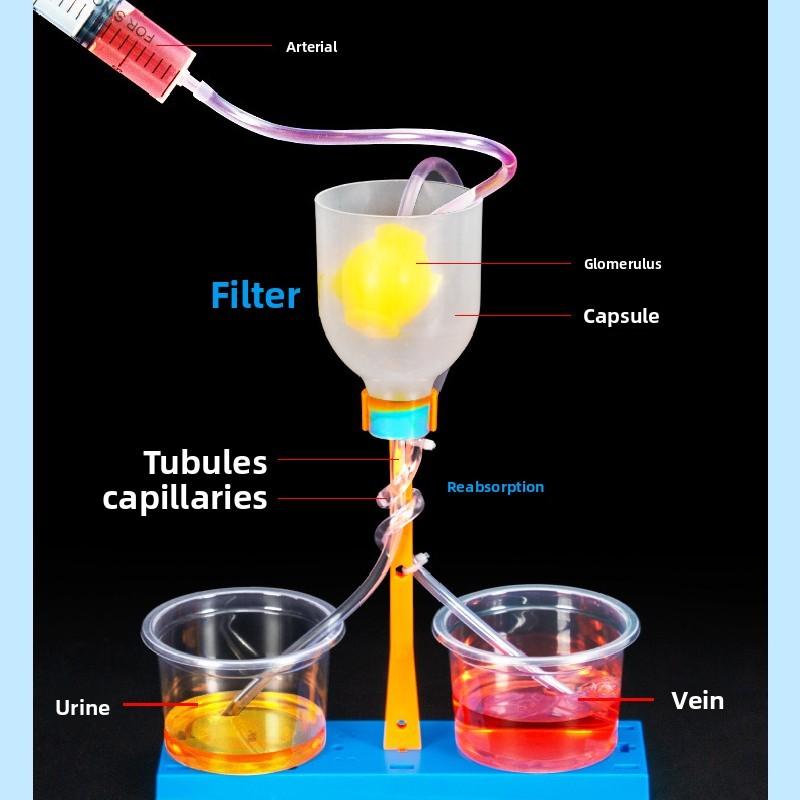 Science Experiment Diy Kidney Unit Model Educational Toy For Kids Classroom Learning