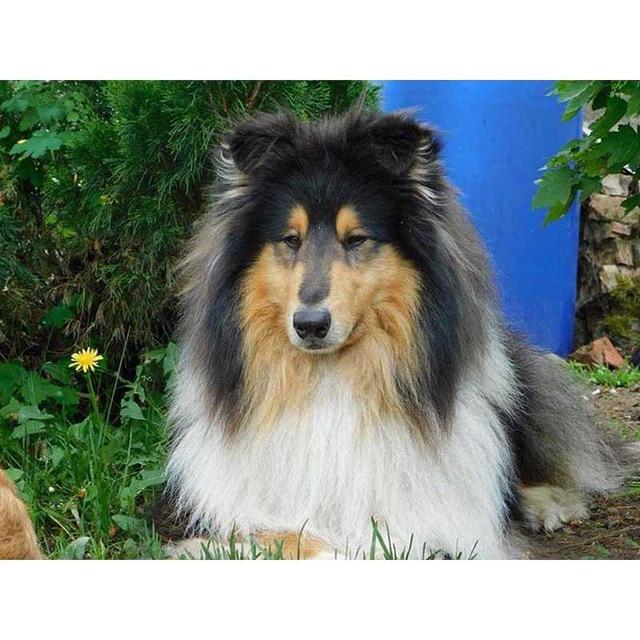 DIY 5D diamantová malba pes Křížkový steh Diamantové vyšívání Prodej Zvířecí mozaika Kamínky Obrázky