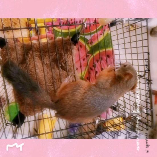 Double Level Small Pet Hamster Squirrel Parrot Hanging Warm Hammock Nests Cage