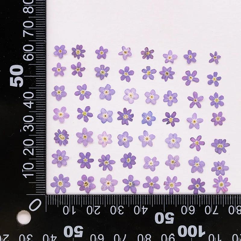 111Pcs Forget-Me-Not Flowers, Dried Flowers, Pressed Flowers, Handmade Photo Frames, Resin Ornaments, Bookmarks