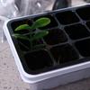 With Cover 12 Cells Seedling Trays White Square Portable Nursery Box Set Breathable Germination Box Greenhouse
