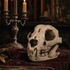 DYS Hunde-Totenkopf-Ornament, Antik-Harz Halloween-Dekoration, Lebensecht für Schreibtisch Aquarium Filmrequisiten Sammlerstück Geschenk