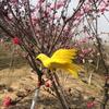 Perched Woodland Birds Artificial Feathered Bird Crafts Colorful