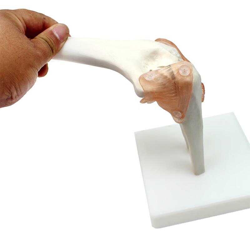 ENOVO Medical Functional Knee and Elbow Joint Model