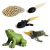 Animal Growth Cycle Simulation Toy Set: Solid Snail & Frog Models for Science Education