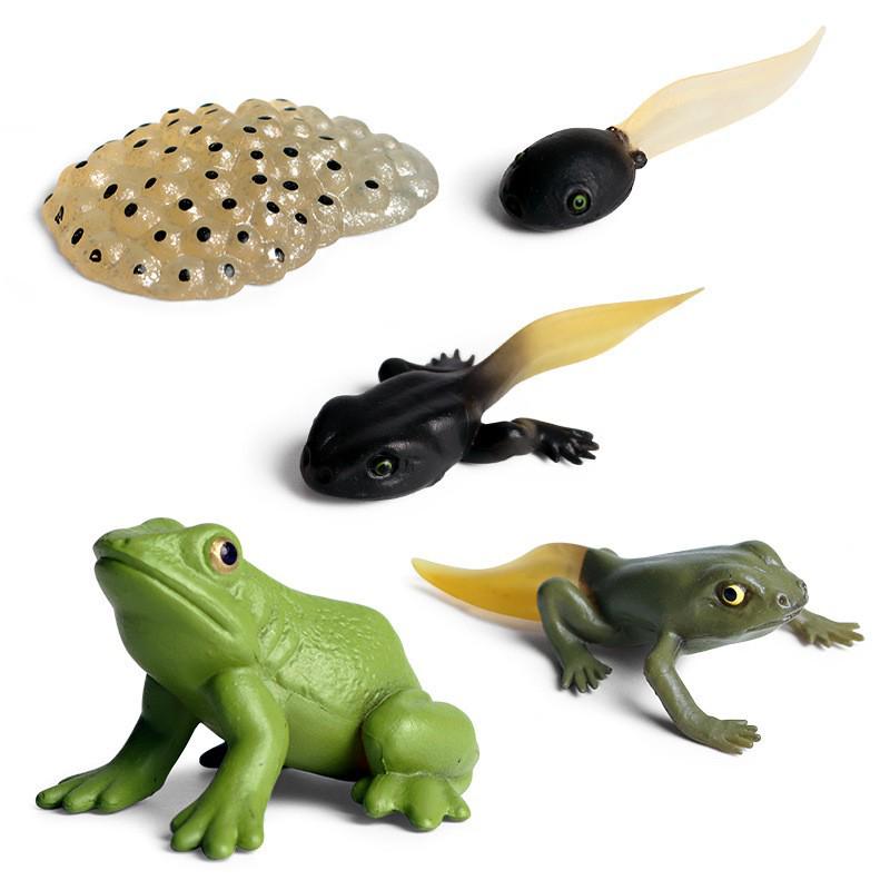 Animal Growth Cycle Simulation Toy Set: Solid Snail & Frog Models for Science Education