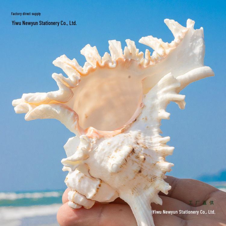 Natural Conch Shell for Aquariums & Hermit Crab Homes - Small/Medium Size, Landscaping Decor