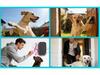 Pet Doorbell: Adjustable Volume, Easy Install, Rainproof, Suitable for Small & Large Pets.