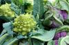 SAFLAX Organic - Cauliflower - Romanesco - 50 Seeds - Brassica Oleracea