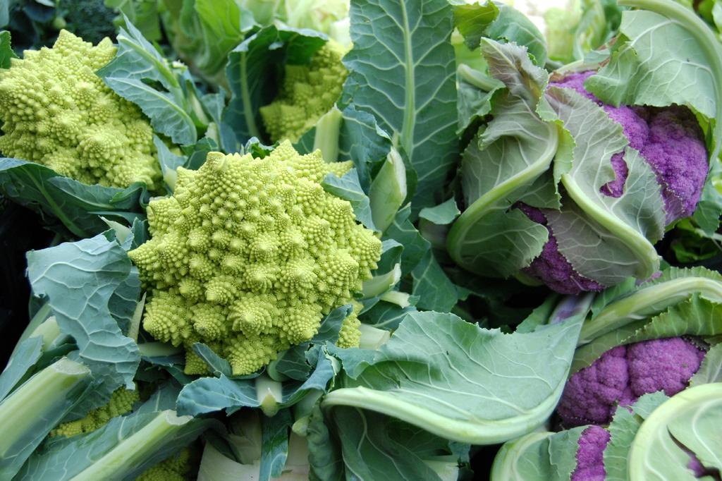 SAFLAX Organic - Cauliflower - Romanesco - 50 Seeds - Brassica Oleracea