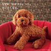 Ninian and Kino Realistic Toy Poodle Plush Dog Freely Approximately 33cm Lifelike Pet (Red) - Poseable, Long,