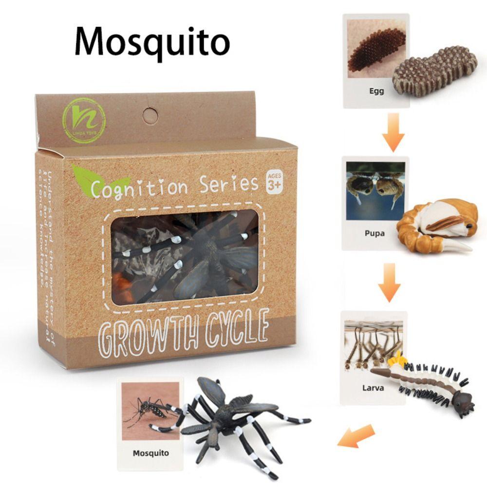 Cycle Figurine Animal Life Cycle Children Toys Simulation Plant Model Animal Growth Cycle Model