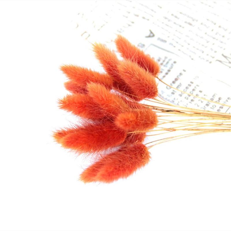 

20 шт. сушеных цветов, заячий хвост, трава, пучок, настоящий букет для реквизита для фотосъемки, цветы, сделай сам, домашний свадебный декор