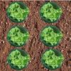 5PCS Plastic Plant Protection Collars Lightweight Vegetable Protection Cover  Farm